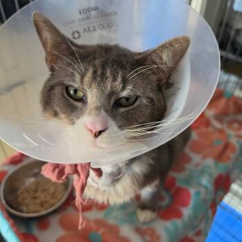 Domestic Short Hair Cats Available for Adoption in Chino Hills, California - Coonie Bear - Chino Hills Location | PetCurious