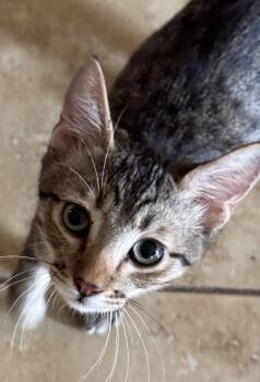 Reggie -  Domestic Short Hair Cat for Adoption in Phoenix, Arizona - Reggie | PetCurious