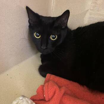 Boo -  Domestic Short Hair Cat for Adoption in Elyria, Ohio - Boo | PetCurious