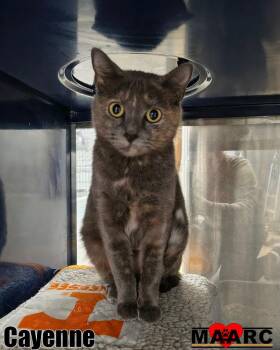 Cayenne -  Domestic Short Hair Cat for Adoption in Maryville, Tennessee - Cayenne | PetCurious