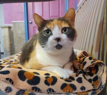 Rescue Domestic Short Hair Cats for Adoption in Tucson, Arizona - Callista | PetCurious