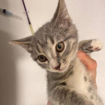 Mr. Bumble -  Domestic Short Hair Cat for Adoption in Chattanooga, Tennessee - Mr. Bumble | PetCurious