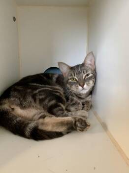 Rescue Domestic Medium Hair Cats for Adoption in Grass Valley, California - Theola | PetCurious