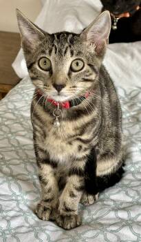 Hedgie -  Tabby and Domestic Short Hair Cat for Adoption in Red Bank, New Jersey - Hedgie | PetCurious