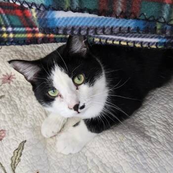 Domestic Medium Hair Cats Available for Adoption - Ross | PetCurious