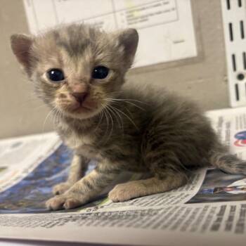Domestic Short Hair Cats Available for Adoption in Yuma, Arizona - Robin | PetCurious