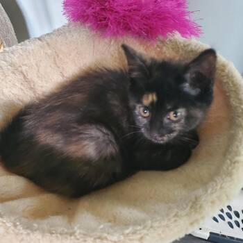 Rescue Domestic Short Hair Cats for Adoption in Evanston, Illinois - Tiana | PetCurious
