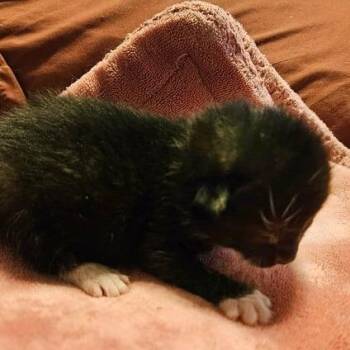 Domestic Short Hair Cats Available for Adoption in Waldorf, Maryland - Paprika | PetCurious