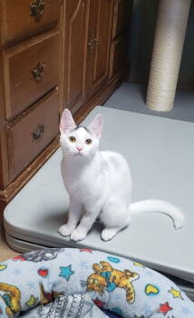 Rescue Domestic Short Hair and Turkish Van Cats for Adoption in Cincinnati, Ohio - Chai | PetCurious