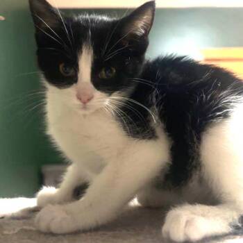 Spritz 22358 -  Domestic Short Hair Cat for Adoption in Minneapolis, Minnesota - Spritz 22358 | PetCurious