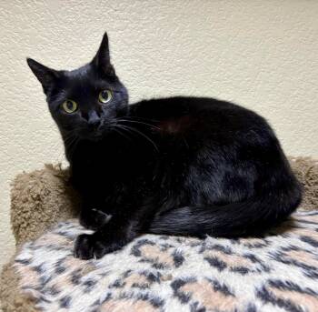 Rescue Domestic Short Hair Cats for Adoption in Fort Worth, Texas - Lightning | PetCurious