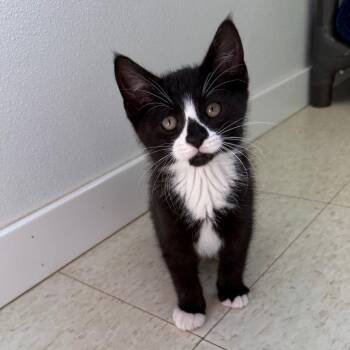 Chaos -  Domestic Short Hair Cat for Adoption in Milford, Iowa - Chaos | PetCurious