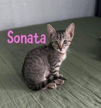 Sonata -  Domestic Short Hair and Tabby Cat for Adoption in Ruskin, Florida - Sonata | PetCurious