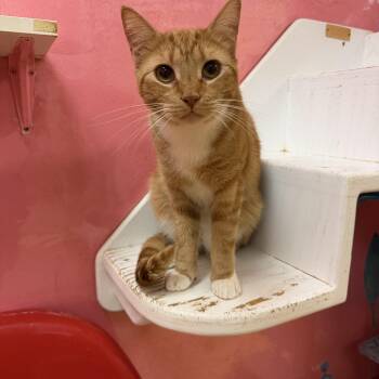 Alabama -  Domestic Short Hair Cat for Adoption in Hudson, New York - Alabama | PetCurious
