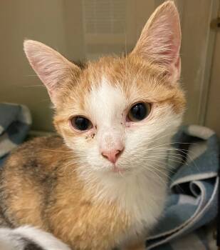 Domestic Short Hair Cats Available for Adoption - Petri | PetCurious