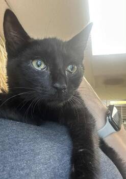 Rescue Domestic Short Hair Cats for Adoption in Myerstown, Pennsylvania - Phillie Phanatic | PetCurious