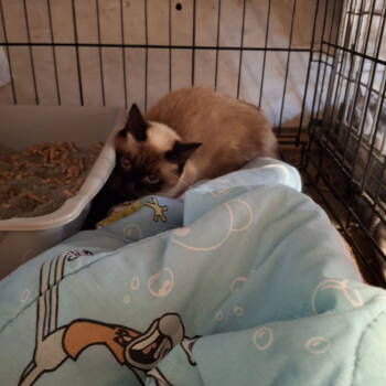 Rescue Siamese and Ragdoll Cats for Adoption - Yenn | PetCurious