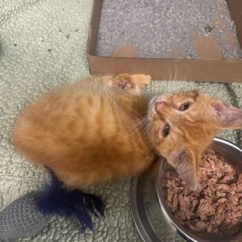 Gary The Ginger -  Domestic Medium Hair Cat for Adoption in Charleston, West Virginia - Gary The Ginger | PetCurious