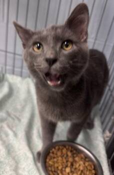 Domestic Short Hair Cats Available for Adoption - Lincoln | PetCurious