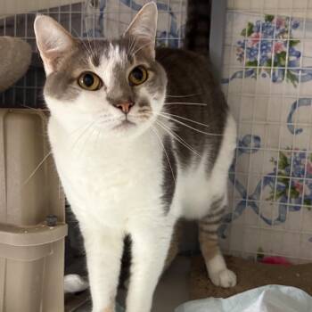 Emilo -  Domestic Short Hair Cat for Adoption - Emilo | PetCurious