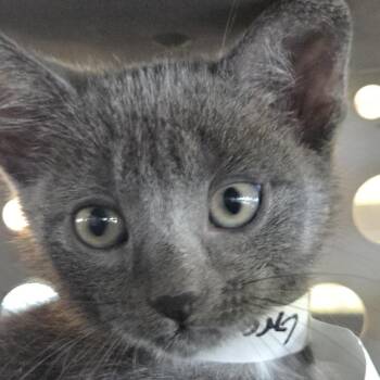 Gravy -  Domestic Short Hair Cat for Adoption in Leander, Texas - Gravy | PetCurious