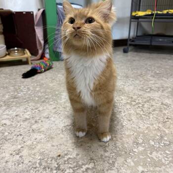 Lauren -  Domestic Medium Hair Cat for Adoption in Hendersonville, Tennessee - Lauren | PetCurious
