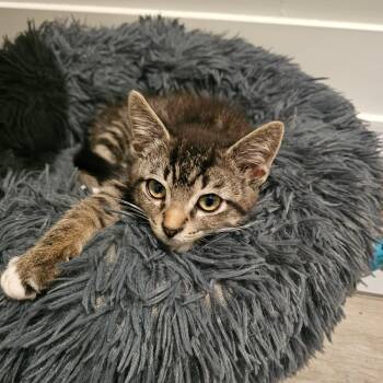 Ryman -  Domestic Short Hair Cat for Adoption in Hudsonville, Michigan - Ryman | PetCurious