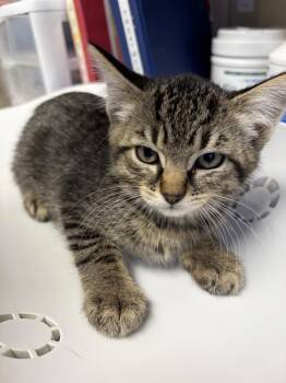 Mantis -  Domestic Short Hair Cat for Adoption in Black Eagle, Montana - Mantis | PetCurious