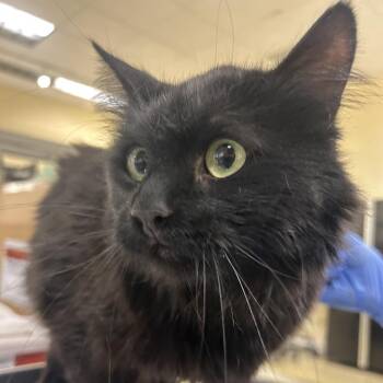 Domestic Long Hair Cats Available for Adoption in Park City, Utah - Orzo | PetCurious