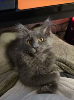 Colette -  Domestic Medium Hair Cat for Adoption in Pasco, Washington - Colette | PetCurious