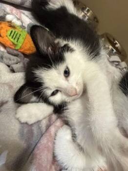 Cookies -  Domestic Short Hair Cat for Adoption in Pequot Lakes, Minnesota - Cookies | PetCurious