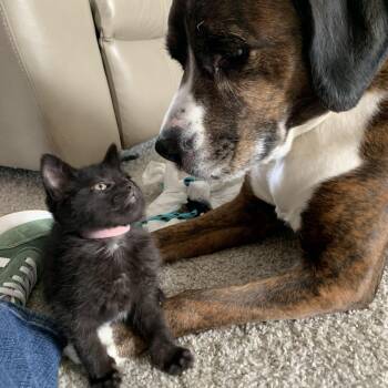 Dr. Pepper Zero -  Domestic Short Hair Cat for Adoption in Royal Oak, Michigan - Dr. Pepper Zero | PetCurious