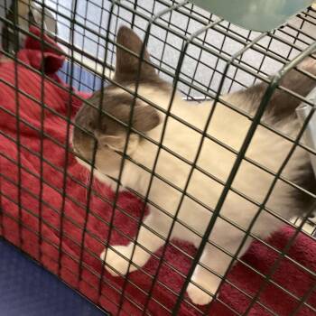 Mr. Business -  Domestic Short Hair Cat for Adoption in Montgomery, Alabama - Mr. Business | PetCurious