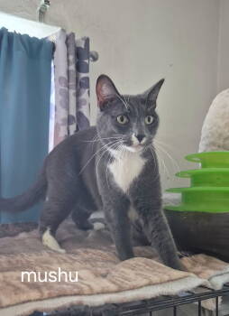 Rescue Domestic Short Hair Cats for Adoption in Oviedo, Florida - Mushu The Sweet Boy | PetCurious
