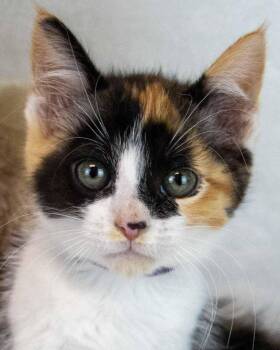 Domestic Short Hair and Calico Cats Available for Adoption in Kennesaw, Georgia - Clarabelle | PetCurious