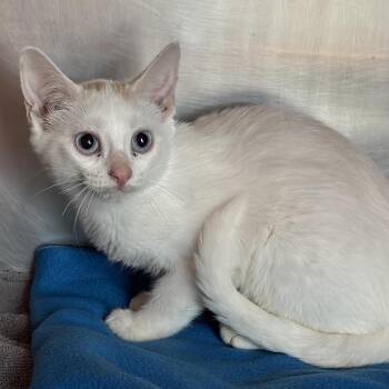 Candles -  Domestic Short Hair Cat for Adoption in Matteson, Illinois - Candles | PetCurious
