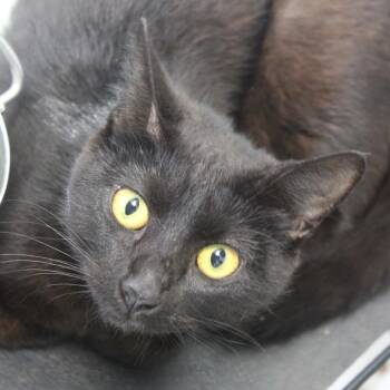 Domestic Short Hair Cats Available for Adoption in Cleveland, Mississippi - Jersey | PetCurious