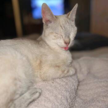 Rafiki -  Siamese Cat for Adoption in Baltimore, Maryland - Rafiki | PetCurious
