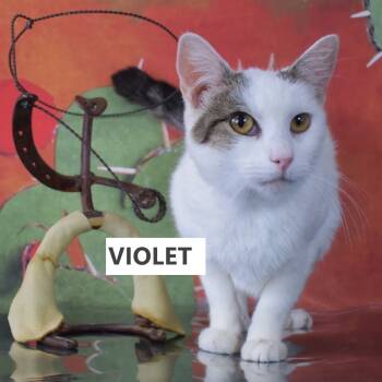 Rescue Domestic Short Hair Cats for Adoption in Kanab, Utah - Violet | PetCurious