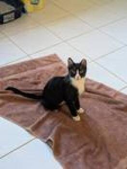 Domestic Short Hair Cats Available for Adoption - Slinky | PetCurious