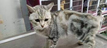 Egyptian Mau and British Shorthair Cats Available for Adoption in Wolcott, Connecticut - Gasak | PetCurious