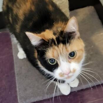 Ariel 26-174 -  Domestic Short Hair Cat for Adoption in Tawas City, Michigan - Ariel 26-174 | PetCurious