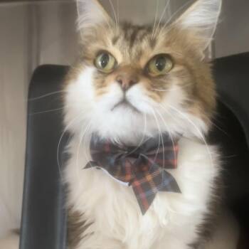 Jean -  Domestic Long Hair Cat for Adoption in Spokane, Washington - Jean | PetCurious