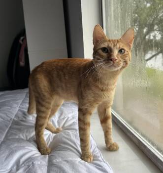 Rafi -  Domestic Short Hair Cat for Adoption in Oviedo, Florida - Rafi | PetCurious