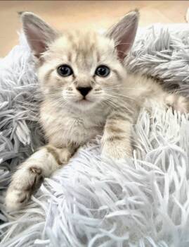Clove -  Siamese and Domestic Short Hair Cat for Adoption in Campbell, California - Clove | PetCurious