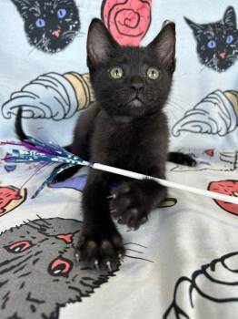 Ignite -  Domestic Short Hair Cat for Adoption in Corpus Christi, Texas - Ignite | PetCurious