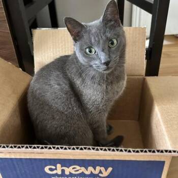 Russian Blue Cats Available for Adoption - Aira | PetCurious