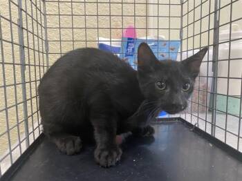 SAM -  Domestic Short Hair Cat for Adoption in Fort Myers, Florida - SAM | PetCurious
