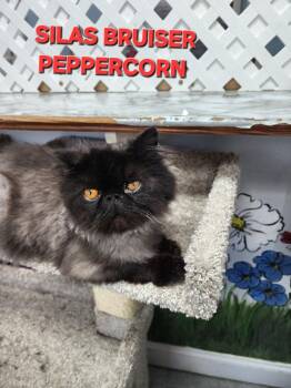Persian Cats Available for Adoption in Rome, Georgia - Silas Bruiser Peppercorn | PetCurious
