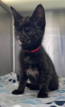 Sunset -  Domestic Short Hair Cat Available for Adoption in Westland, Michigan - Sunset | PetCurious